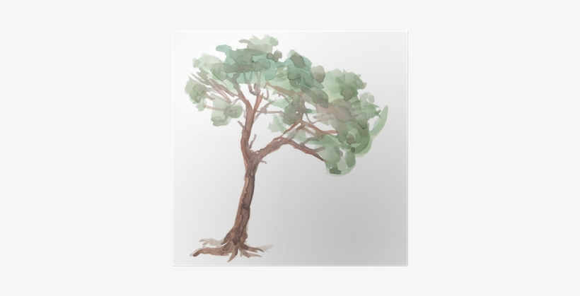 Pine Tree On A White Background - Watercolor Painting, transparent png download