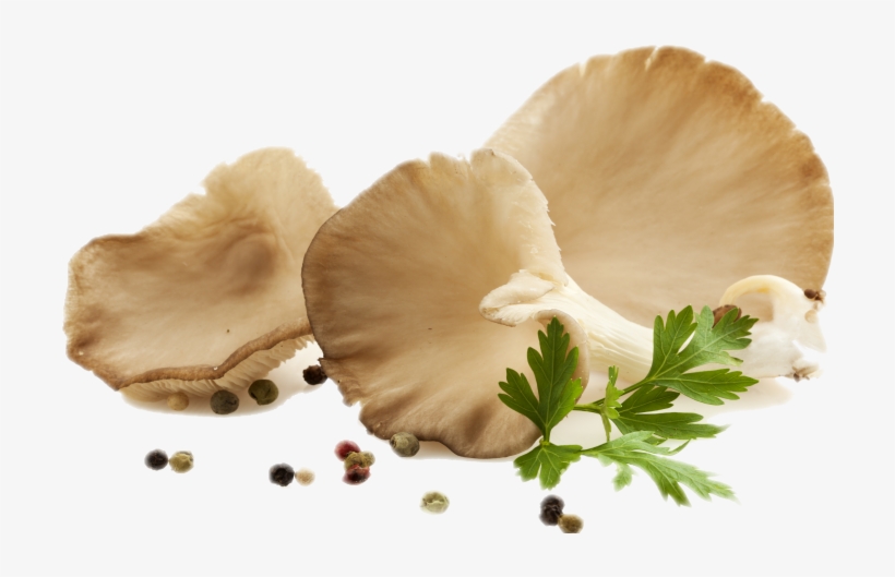 Mushroom Download Png Image - Oyster Mushroom Png, transparent png download
