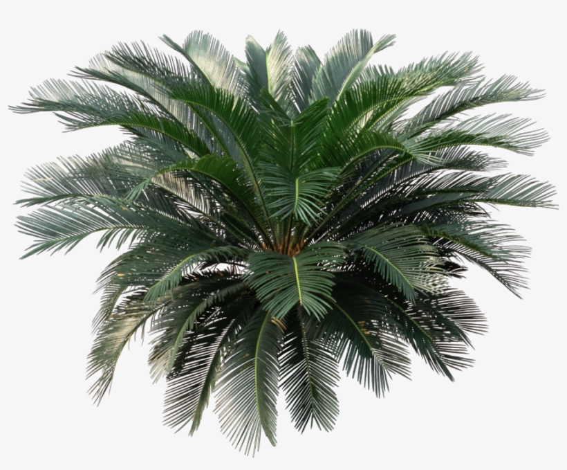 House Plant Png - Sago Palm Png, transparent png download