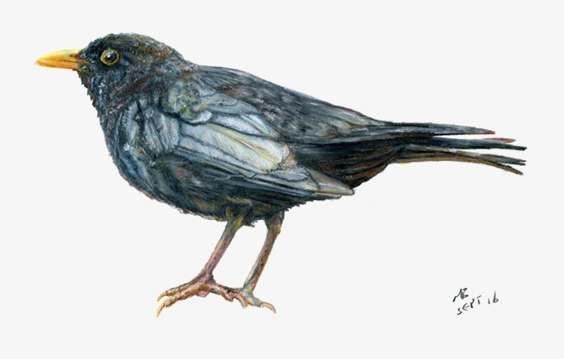 Blackbird, Watercolour Pencil Drawing - British Bird Pencil Drawing, transparent png download