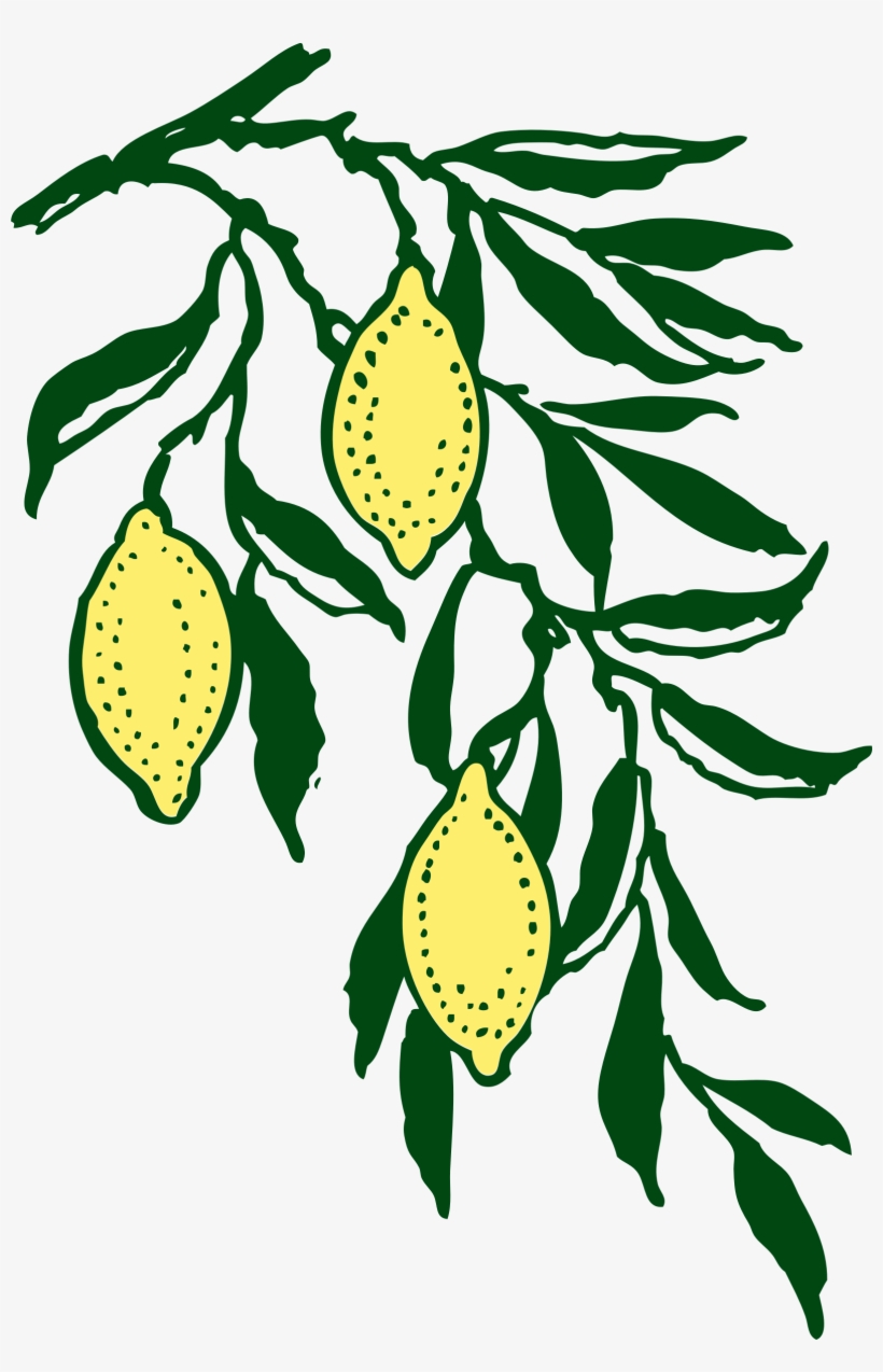 Branch, transparent png download