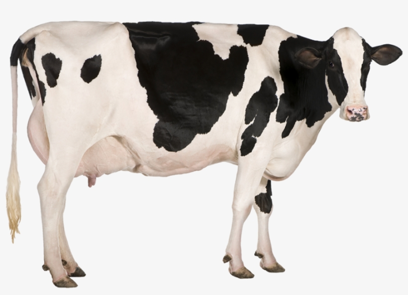 Dairy Cow Png Image - Cow Stock Transparent PNG - 992x644 - Free