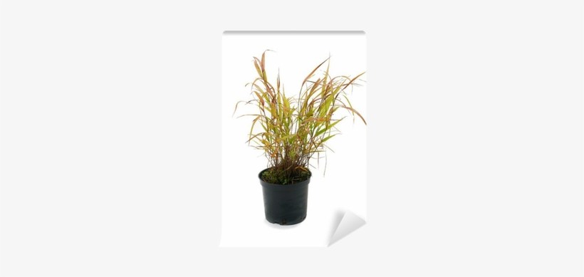 Ornamental Grass Hakonechloa Macra Wall Mural • Pixers® - Hakonechloa, transparent png download
