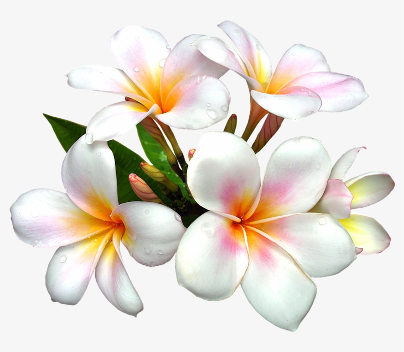 White Large Png Flower Clipart - Flowers In St Martin, transparent png download