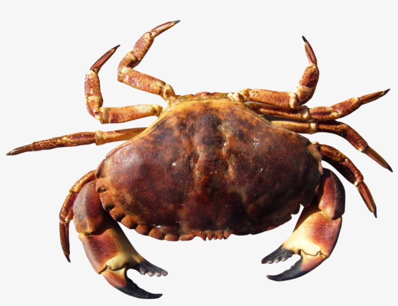 Crab Png Hd - Crab Png, transparent png download