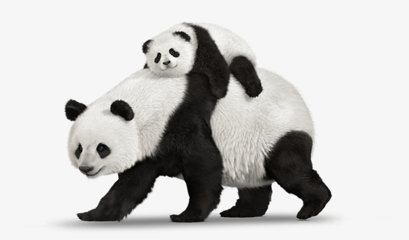 Bring Your Own Device - Telus Panda, transparent png download