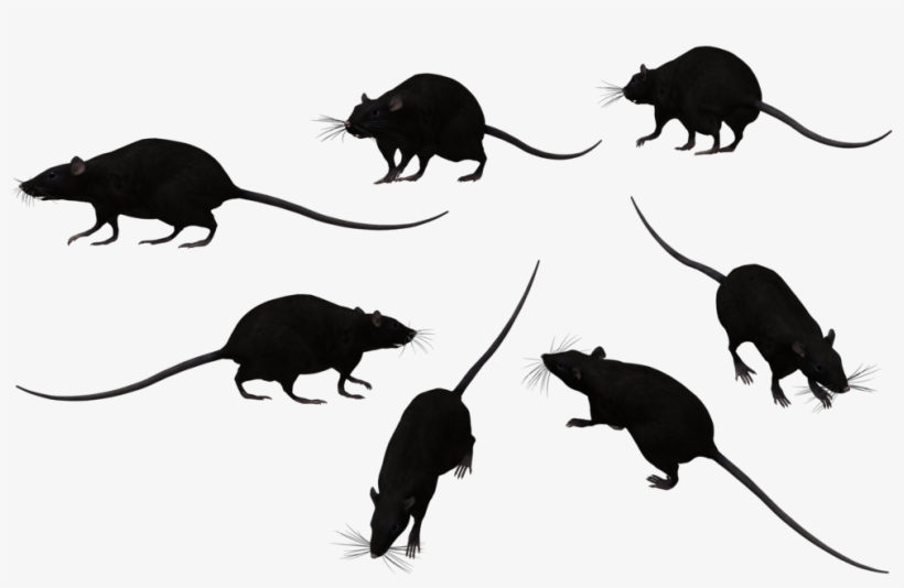 Rat Png Transparent Image - Black Rat Png, transparent png download
