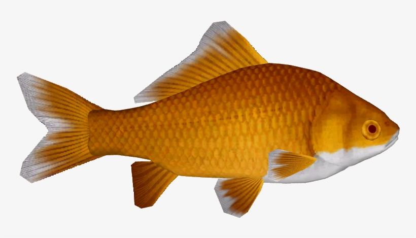 Common Goldfish 11 - Goldfish, transparent png download