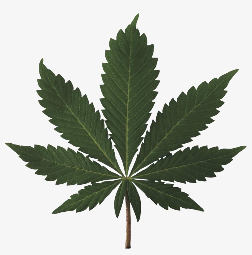 Marijuana Leaf Png, transparent png download