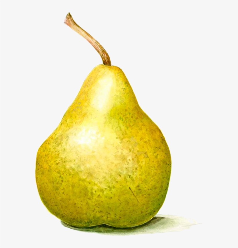 Pear Paper Watercolor Painting Drawing - Drawing, transparent png download