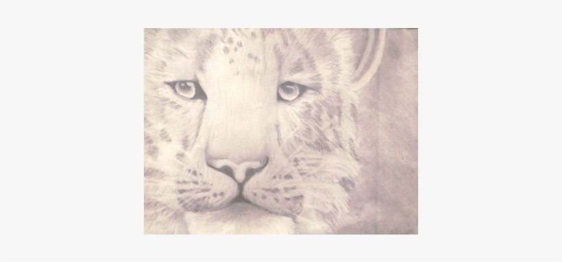 Thumb - Masai Lion, transparent png download