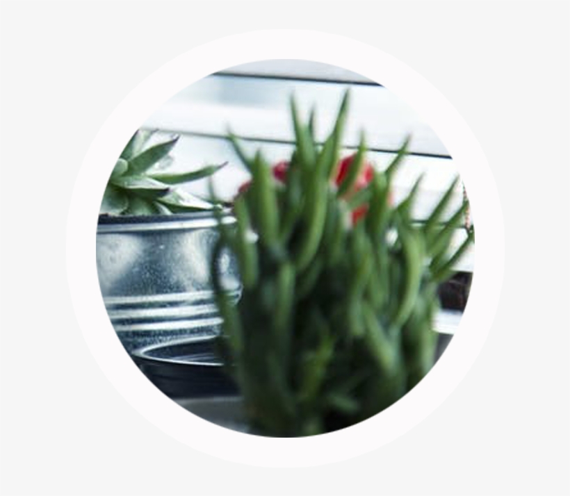 To Transfer The Drawing To My Watercolor Sketchbook, - Garden Centre: Cactus And Succulent Care: Beginner's, transparent png download