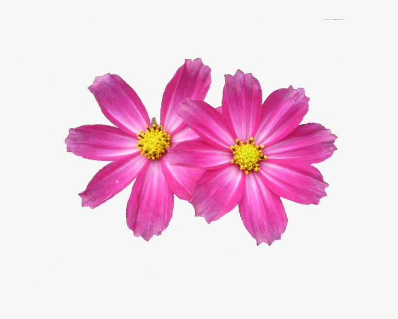 Free Download Flower - Aster Png, transparent png download