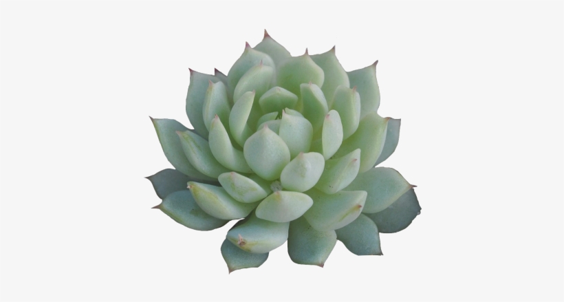 Clip Freeuse Little Transparent Succulent For Ya Blog - Succulent Transparent, transparent png download