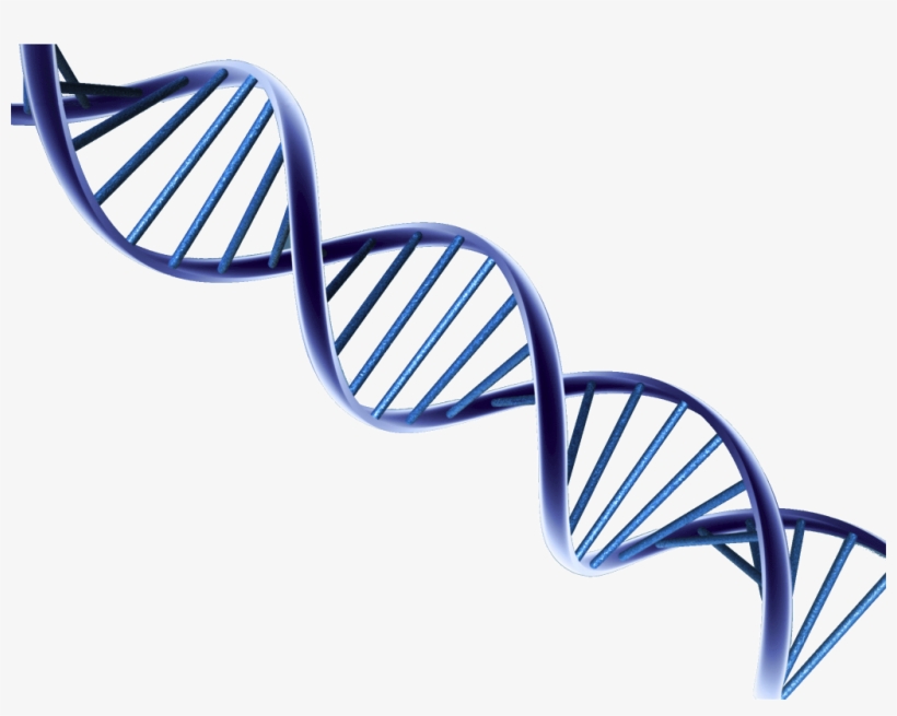 Dna Png Picture - Psa And Prostate Cancer Research, transparent png download