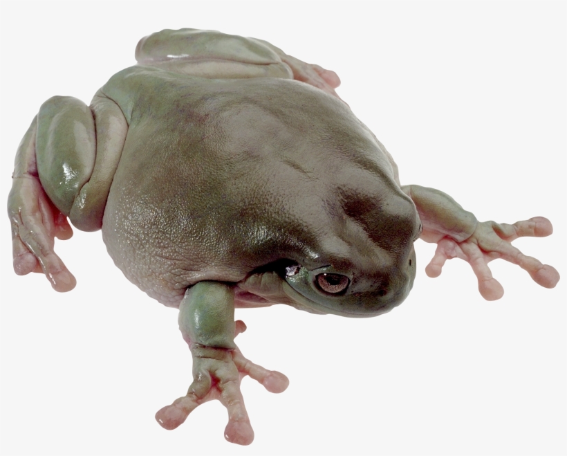 Download Amazing High-quality Latest Png Images Transparent - Frog, transparent png download
