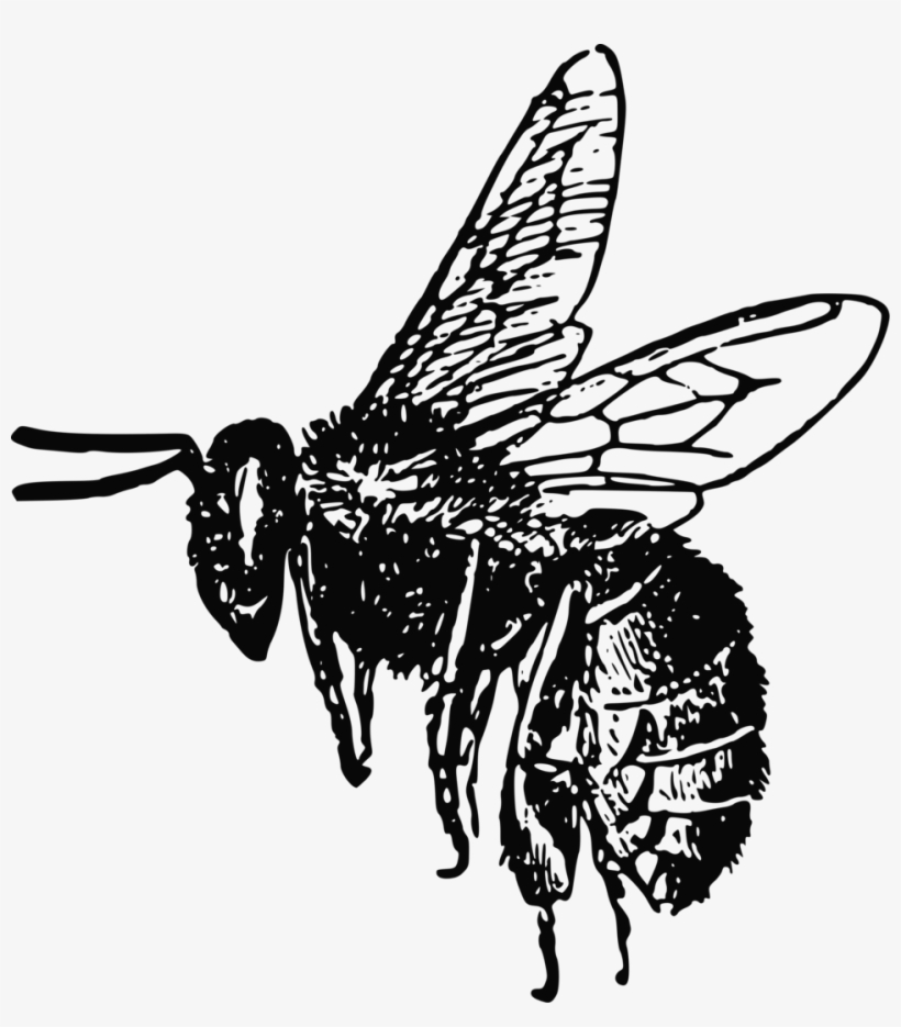 Bee Free Stock Photo - Bee Clip Art, transparent png download