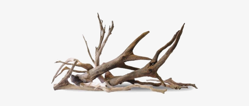 Shape Minifiss Bonsai Canada - Aquarium, transparent png download