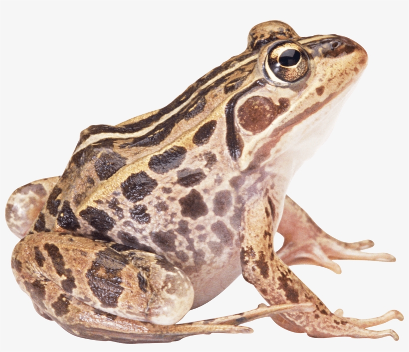 Brown Frog Sideview - Frog Png, transparent png download
