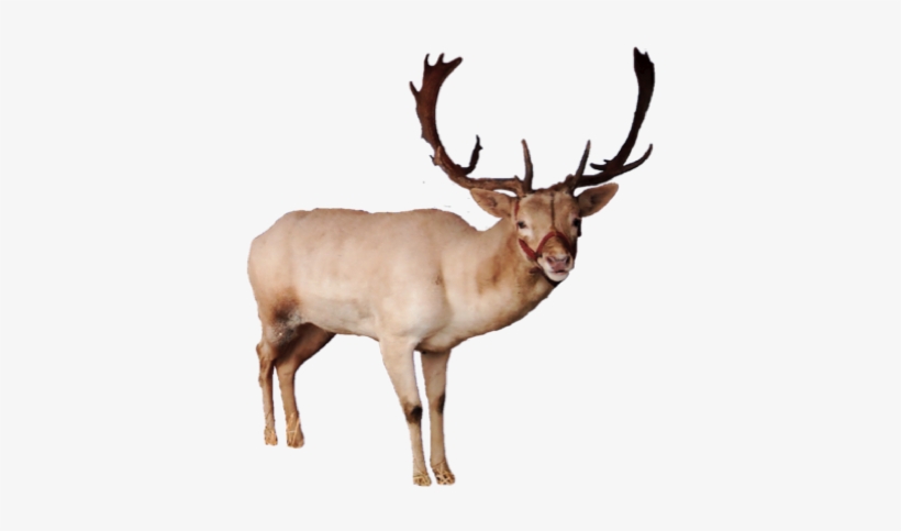 Reindeer Png Pic - Reindeer Png, transparent png download