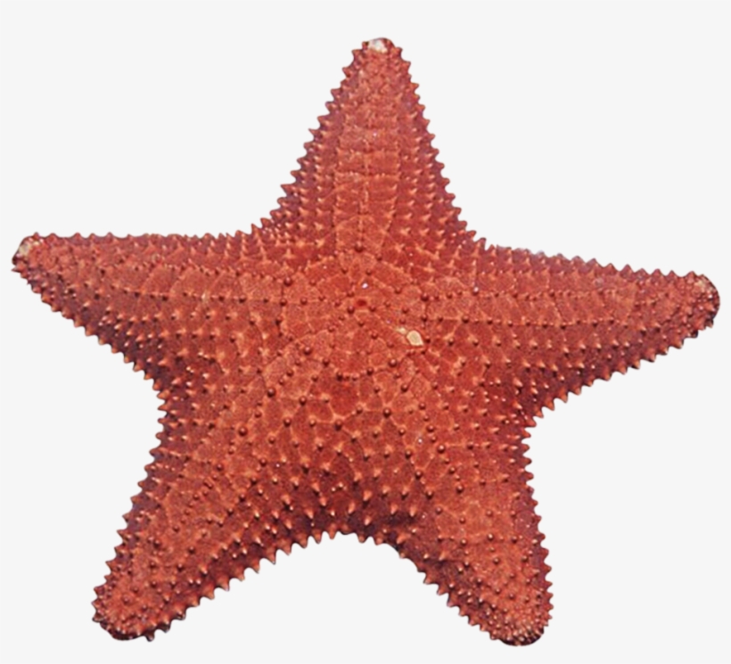 Coral Clipart Starfish - Estrelas Do Mar Em Png, transparent png download