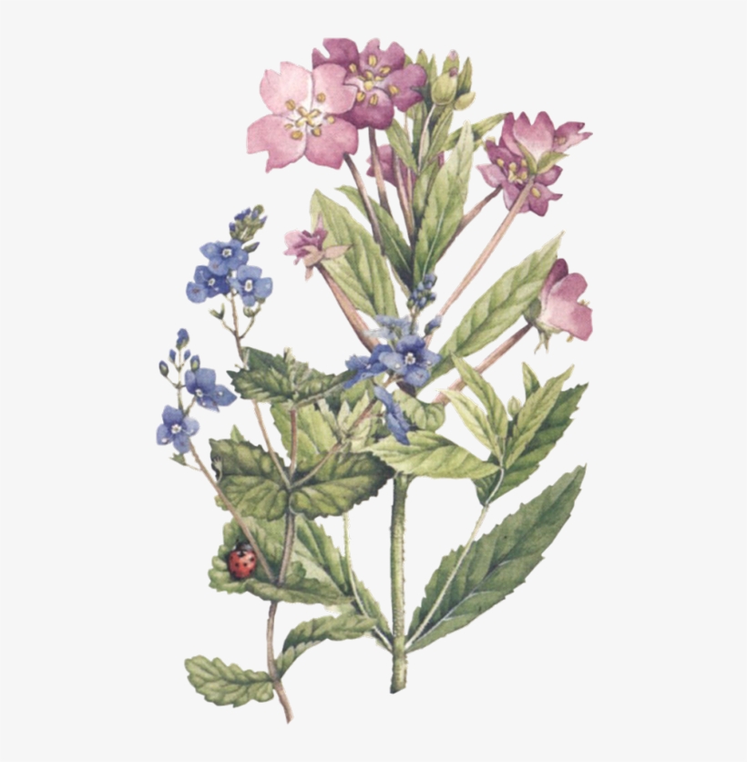 Marjolein Bastien - Botanical Illustration, transparent png download