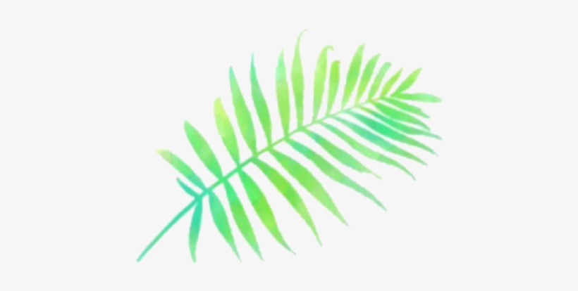 Report Abuse - Ostrich Fern, transparent png download