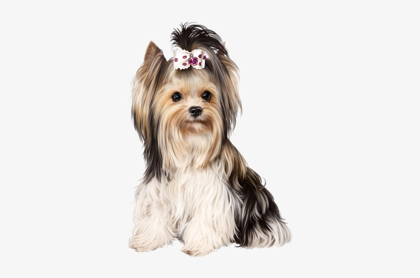 Фото, Автор Иришка-манюшка На Яндекс - Dog, transparent png download