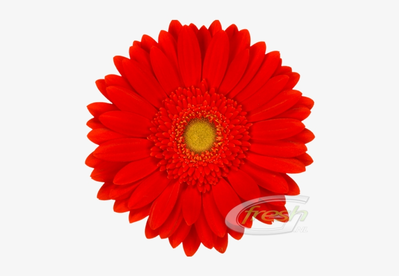 Previous Red Explosion - Red And Yellow Gerbera Daisies, transparent png download