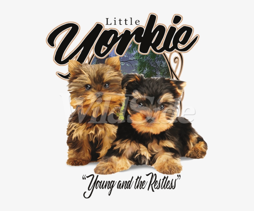 Little Yorkie Young & Restless - Yorkshire Terrier, transparent png download