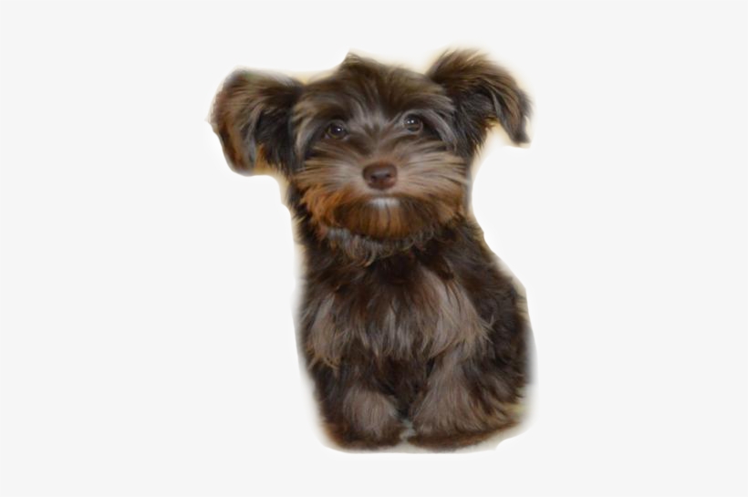 Hershey3 - Yorkshire Terrier, transparent png download