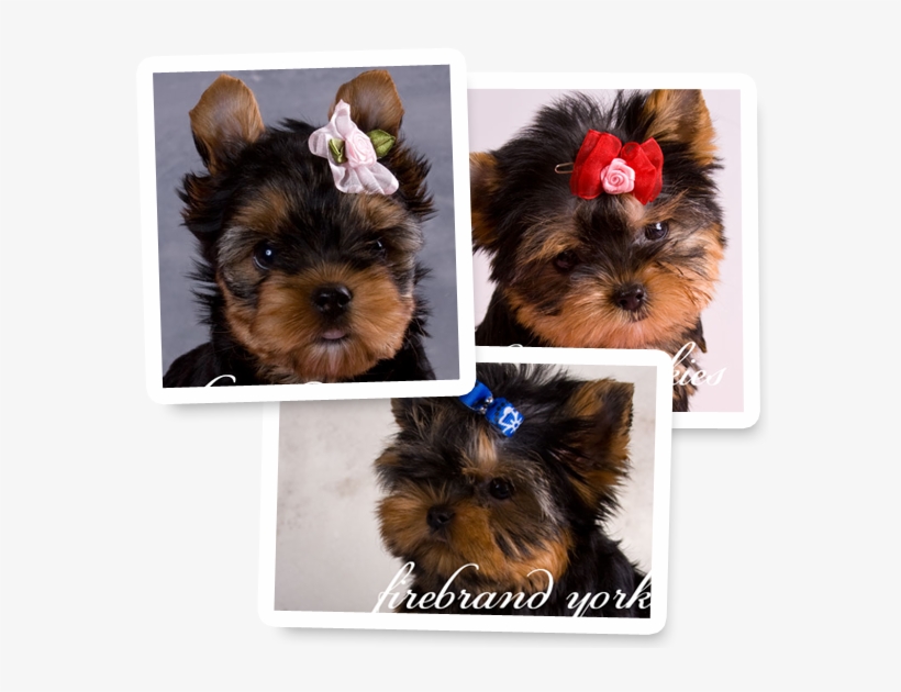 Puppies For Sale - Yorkshire Terrier, transparent png download