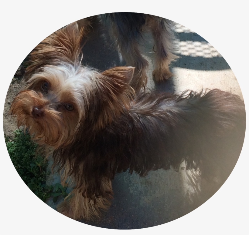 Chocolate Yorkie - Jimmy - Homeclick, transparent png download