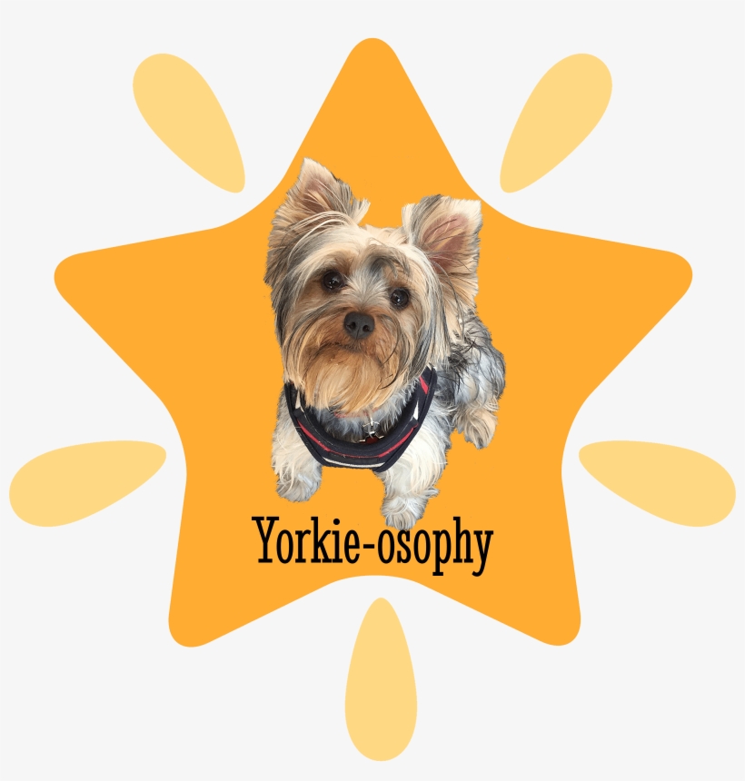 Yorkshire Terrier, transparent png download