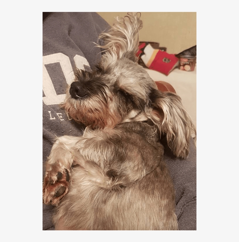 Chispita Is A Very Sweet And Loving Little Girl - Miniature Schnauzer, transparent png download