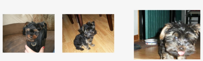 Registered And Come With A Health Guarantee From My - Wisconsin, transparent png download