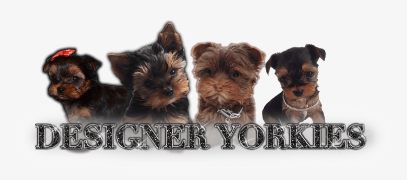 Morkie, transparent png download
