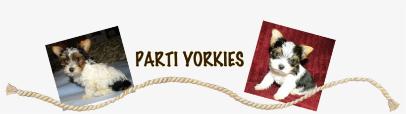 We Are Located In Blanchard, Oklahoma, Just South Of - Yorkshire Terrier, transparent png download