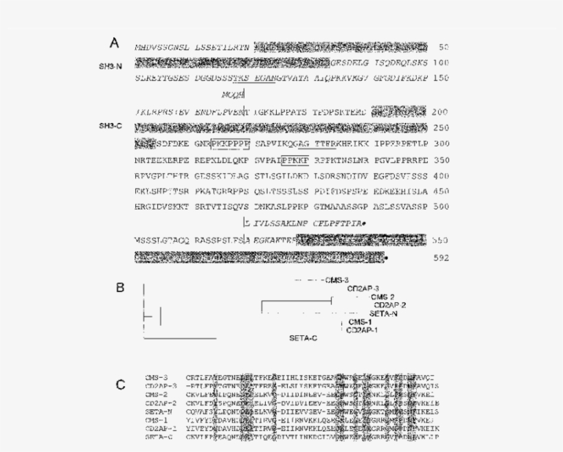 Predicted Protein Sequence Of Seta Sh3 Domain Containing - Document, transparent png download