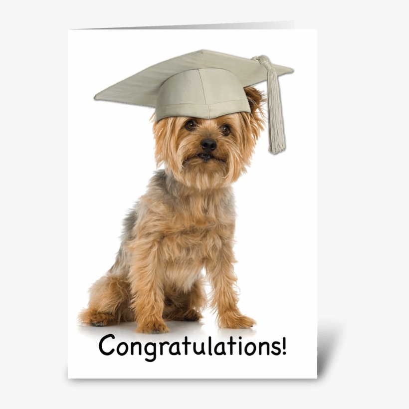 Graduation Yorkie With Cap Congrats Greeting Card - Yorkshire Terrier Smoking Cigarette, transparent png download
