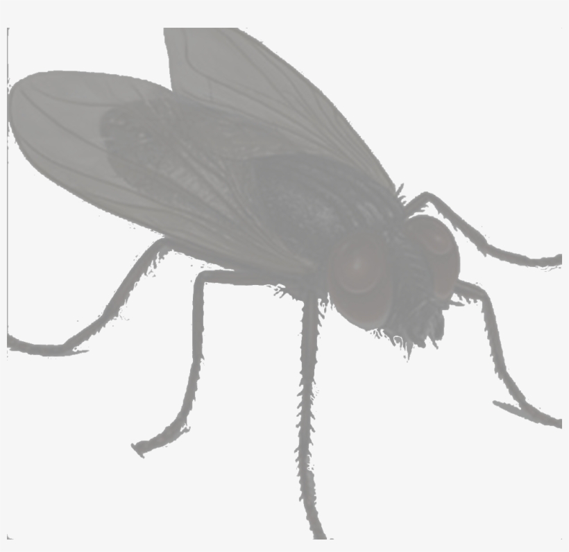 Fly Flying - House Fly, transparent png download