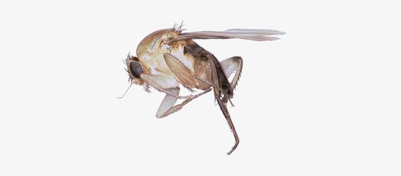 Phor#fly - Humpbacked Fly, transparent png download