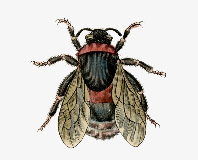 Download Fly Image Png - Antique Bee, transparent png download