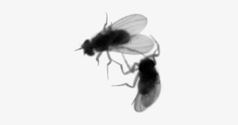 Detecting Social Actions Of Fruit Flies - Fruit Fly Black, transparent png download