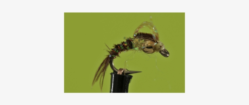 Pmd's In Montana Tend To Begin Hatching M - Macro Photography, transparent png download