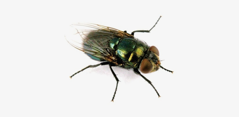 Blow Flies Are Often Metallic In Appearance, With Feathery - Phormia Regina, transparent png download