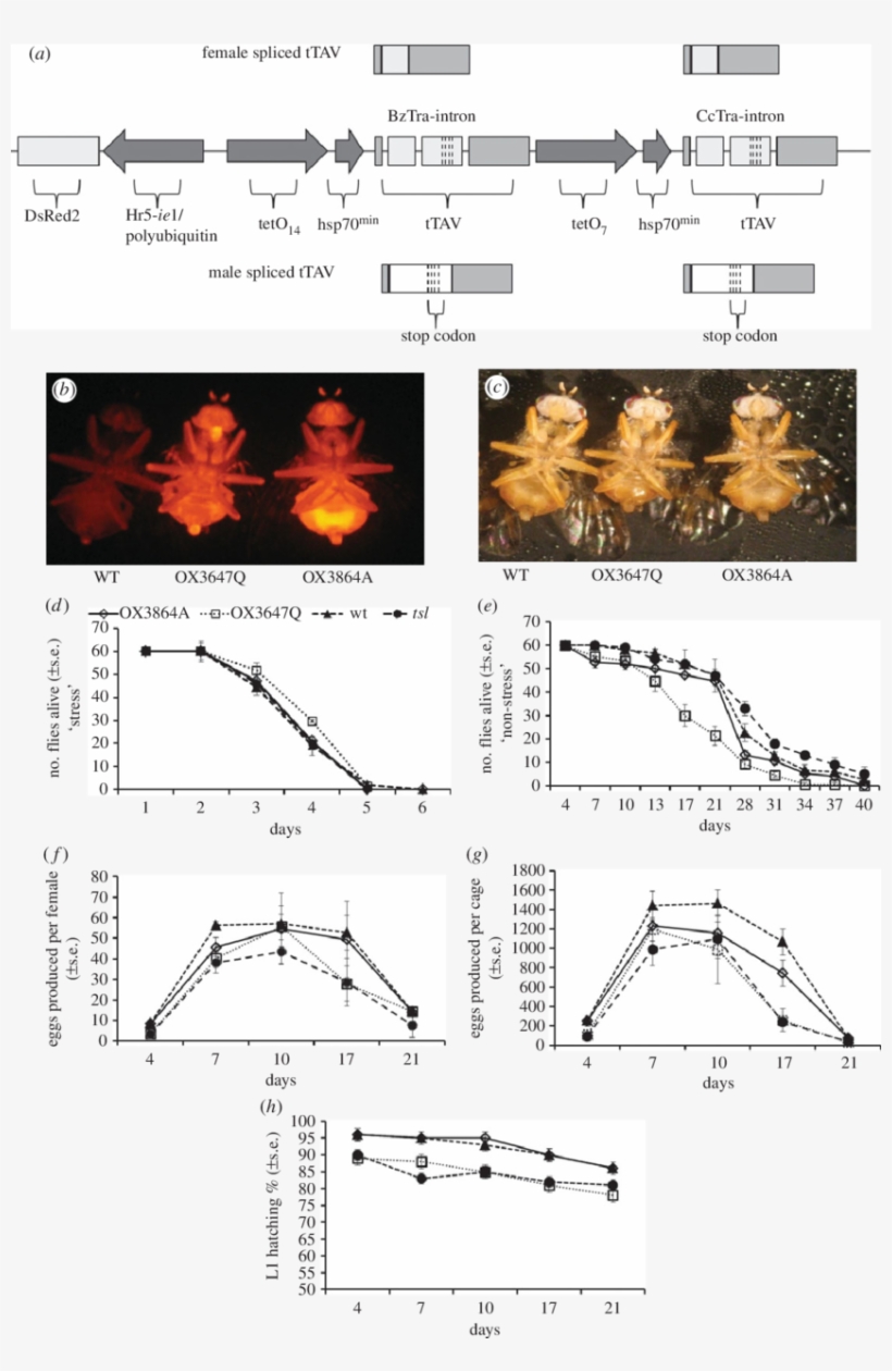 Life-history Traits Of Fsridl Strain Flies, Visualization - System, transparent png download