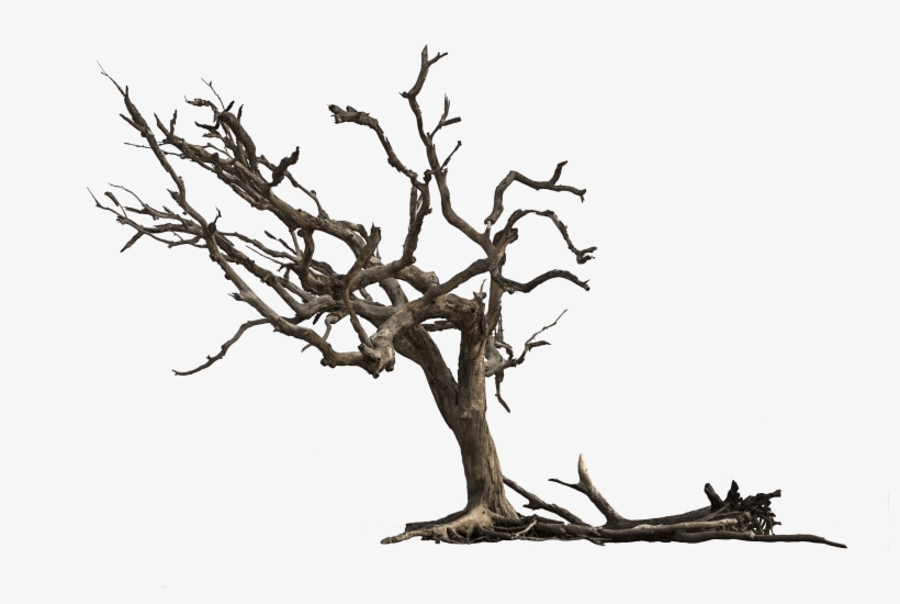 Transparent Jungle Watercolor, transparent png download