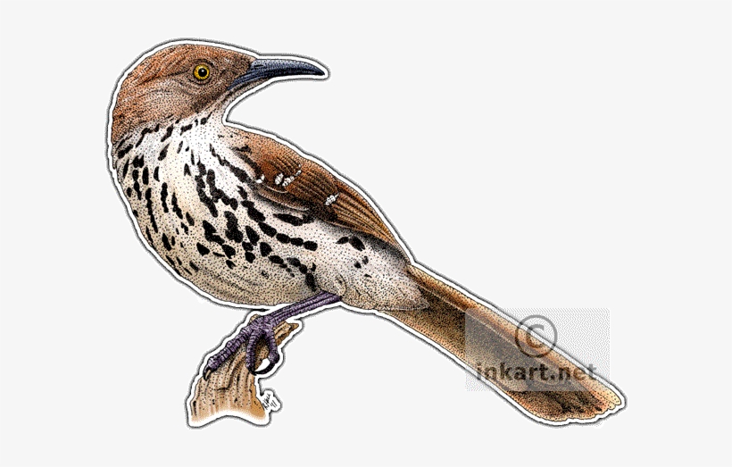 Brown Thrasher Decal - Thrasher Brown Illustration, transparent png download