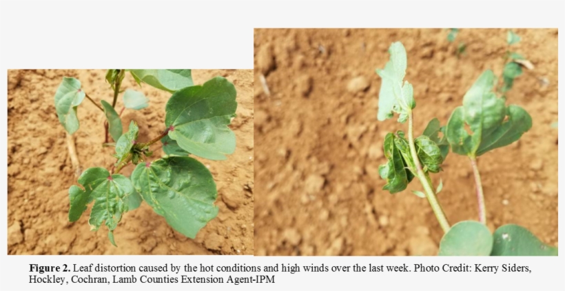 Peanuts - - Agriculture, transparent png download
